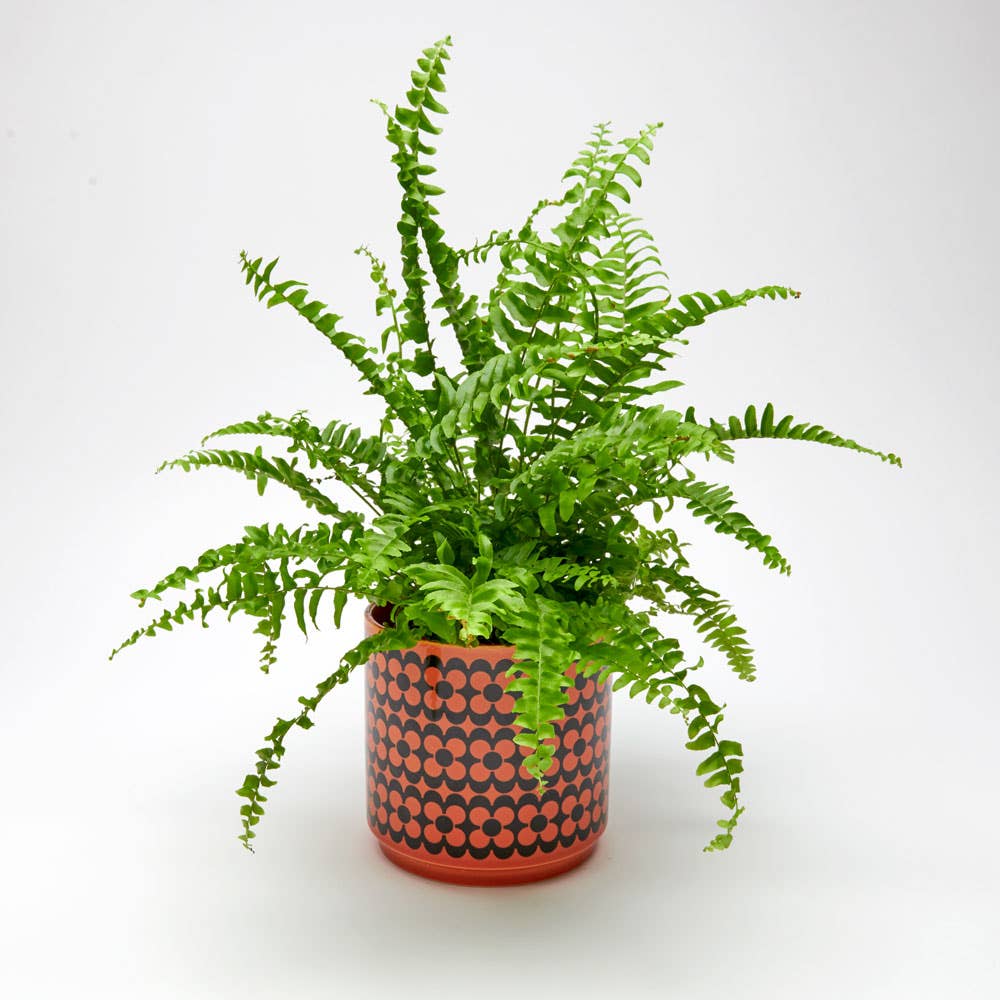 Hornsea - Red Plant Pot - Repeat Flower - Medium