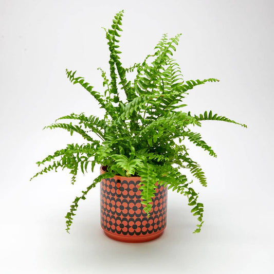 Hornsea - Red Plant Pot - Repeat Flower - Medium